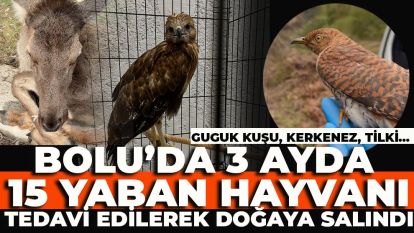 Bolu'da 3 ayda 15 yaban hayvanı tedavi edilerek doğaya salındı