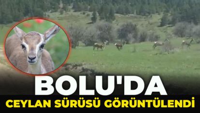 Bolu'da ceylan sürüsü görüntülendi