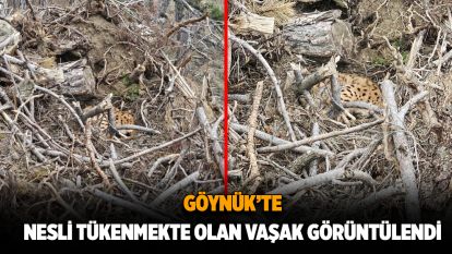 Bolu'da nesli tükenmekte olan vaşak ırkı adına güzel görüntüler.