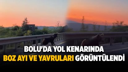 Bolu'da yol kenarında boz ayı ve yavruları görüntülendi