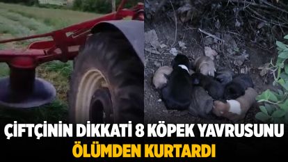 Çiftçinin dikkati 8 köpek yavrusunu ölümden kurtardı