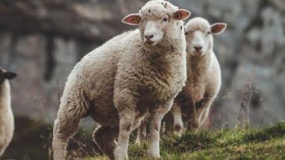 Kurban Bayramı tatili kaç gün olacak? Fahrettin Altun açıkladı