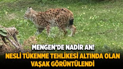 Mengen Doğasında Nadir Görülen Vaşak Görüntülendi