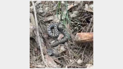 Nadir görülen zehirli boynuzlu engerek yılanı Bolu'da görüntülendi