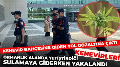 Ormanlık alanda yetiştirdiği kenevirleri sulamaya giderken yakalandı