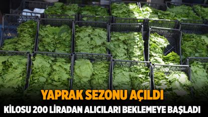 Yaprak sezonu açıldı