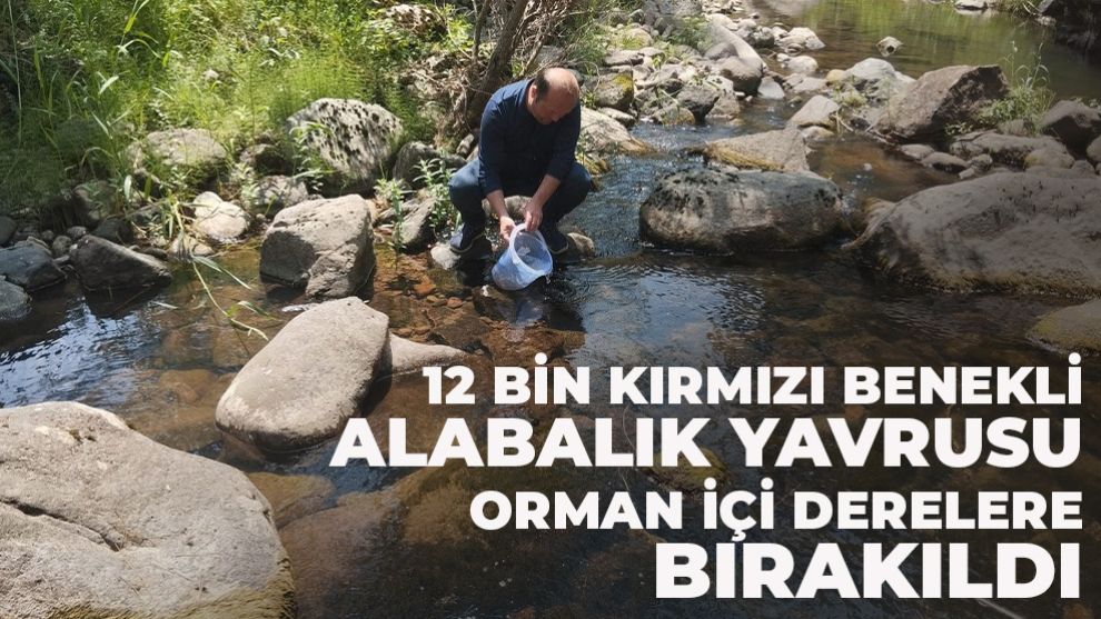 Bolu’da 12 bin kırmızı benekli alabalık yavrusu orman içi derelere bırakıldı