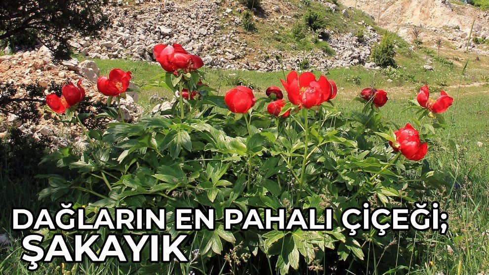 DAĞLARIN EN PAHALI ÇİÇEĞİ; ŞAKAYIK (DAĞ GÜLÜ)