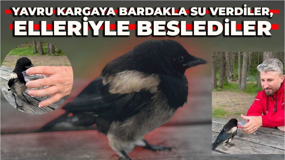 Yavru kargaya bardakla su verdiler, elleriyle beslediler