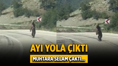 AYI YOLA ÇIKTI MUHTARA SELAM ÇAKTI...
