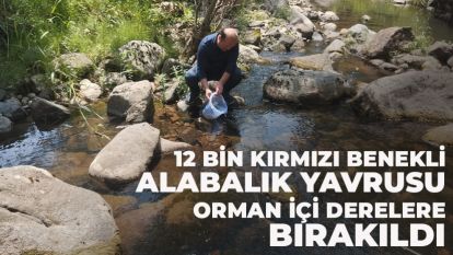 Bolu'da 12 bin kırmızı benekli alabalık yavrusu orman içi derelere bırakıldı