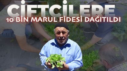 Çiftçilere 10 bin marul fidesi dağıtıldı