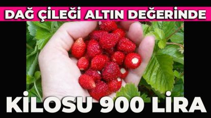 Dağ çileği altın değerinde: Kilosu 900 lira