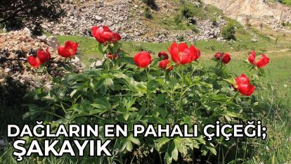 DAĞLARIN EN PAHALI ÇİÇEĞİ; ŞAKAYIK (DAĞ GÜLÜ)