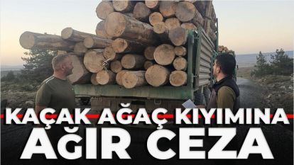 Kaçak ağaç kıyımına ağır ceza