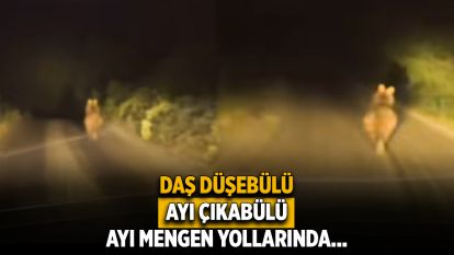 Mengen'de Gece Yarısı Ayı Sürprizi!