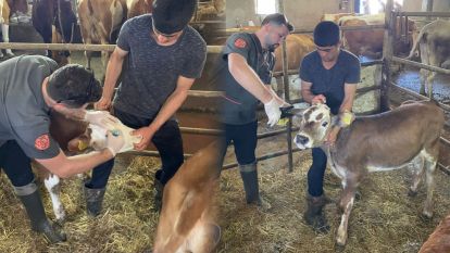 Mengen'de şap hastalığına karşı aşılama seferberliği başladı