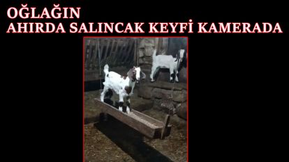 Oğlağın ahırda salıncak keyfi kamerada
