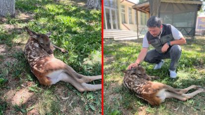 Ormanlık alanda bulunan yaralı geyik tedavi altına alındı
