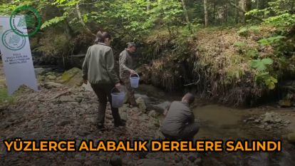 Yüzlerce alabalık derelere salındı
