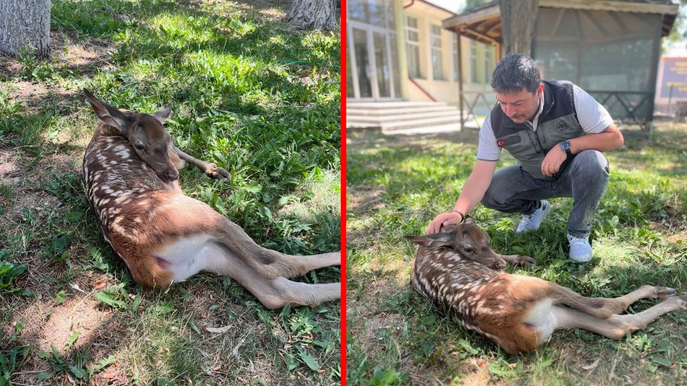 Ormanlık alanda bulunan yaralı geyik tedavi altına alındı