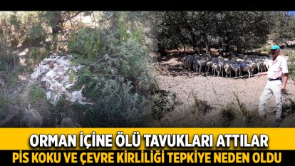 Orman içine ölü tavukları attılar: Pis koku ve çevre kirliliği tepkiye neden oldu