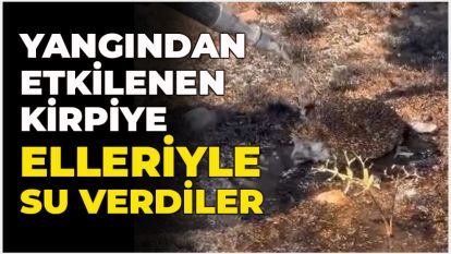 Yangından etkilenen kirpiye elleriyle su verdiler