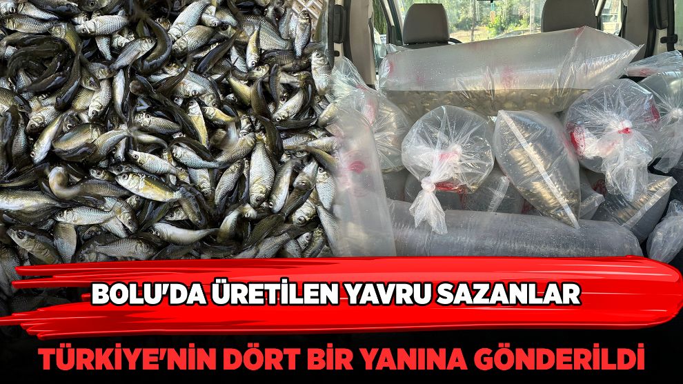 Bolu'da üretilen yavru sazanlar Türkiye'nin dört bir yanına gönderildi