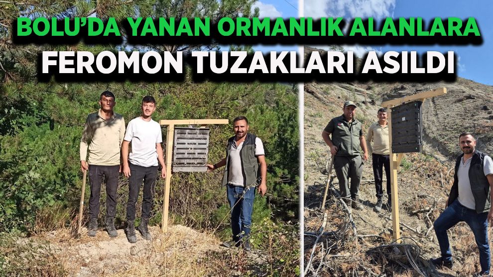 Bolu’da yanan ormanlık alanlara feromon tuzakları asıldı