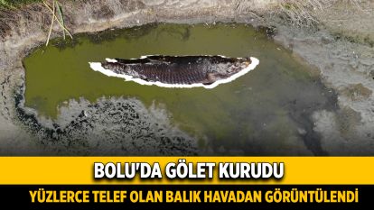 Bolu'da gölet kurudu: Yüzlerce telef olan balık havadan görüntülendi