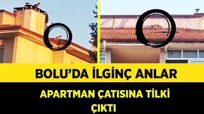 Bolu'da ilginç anlar: Apartman çatısına tilki çıktı
