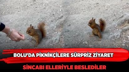 Bolu'da piknikçilere sürpriz ziyaret: Sincabı elleriyle beslediler