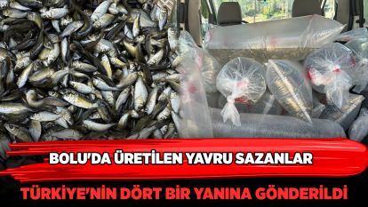 Bolu'da üretilen yavru sazanlar Türkiye'nin dört bir yanına gönderildi