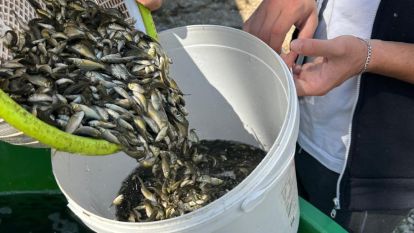 Bolu'dan, Ankara ve Kırıkkale'ye 2.5 milyon yavru sazan gönderildi