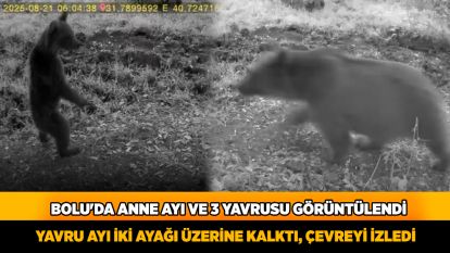 Yavru ayı iki ayağı üzerine kalktı, çevreyi izledi