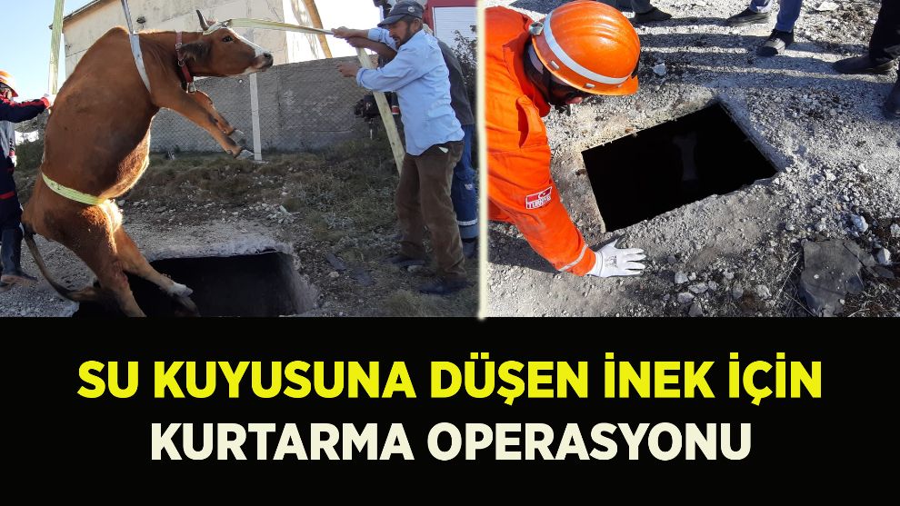 Su kuyusuna düşen inek için kurtarma operasyonu