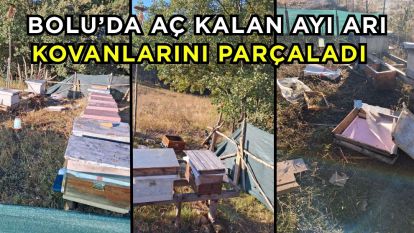 Bolu'da aç kalan ayı arı kovanlarını parçaladı