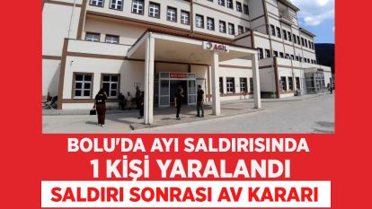 Bolu'da ayı saldırısında 1 kişi yaralandı: Saldırı sonrası av kararı