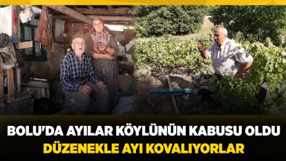 Bolu'da ayılar köylünün kabusu oldu: Düzenekle ayı kovalıyorlar