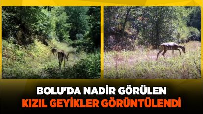 Bolu'da nadir görülen kızıl geyikler görüntülendi