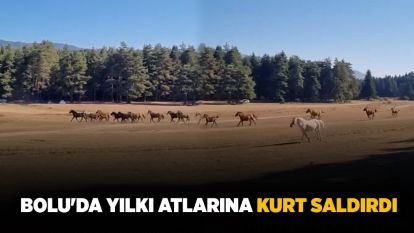 Bolu'da yılkı atlarına kurt saldırdı