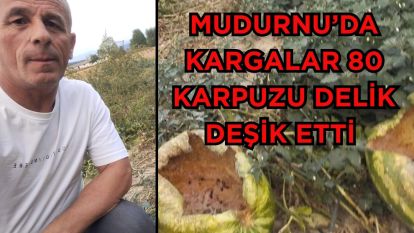 Mudurnu'da kargalar 80 karpuzu delik deşik etti