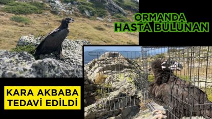 Ormanda hasta bulunan kara akbaba tedavi edildi