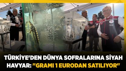 Türkiye'den dünya sofralarına siyah havyar: "Gramı 1 eurodan satılıyor"