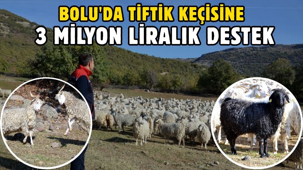 Bolu'da tiftik keçisine 3 milyon liralık destek