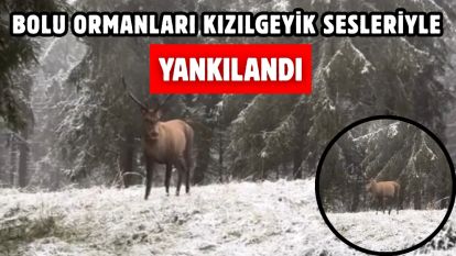 Bolu Ormanları Kızılgeyik Sesleriyle Yankılandı