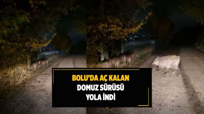 Bolu'da aç kalan domuz sürüsü yola indi