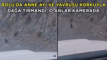 Bolu'da anne ayı ve yavrusu korkuyla dağa tırmandı, o anlar kamerada