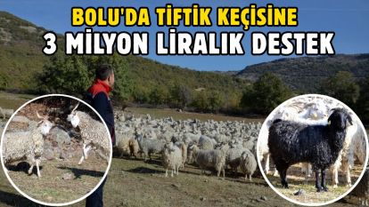 Bolu'da tiftik keçisine 3 milyon liralık destek