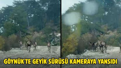 Göynük'te geyik sürüsü kameraya yansıdı